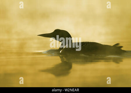 Common Loon (Gavia immer) silhouette swims in the mist of golden coloured water on Wilson Lake, Que, Canada Stock Photo