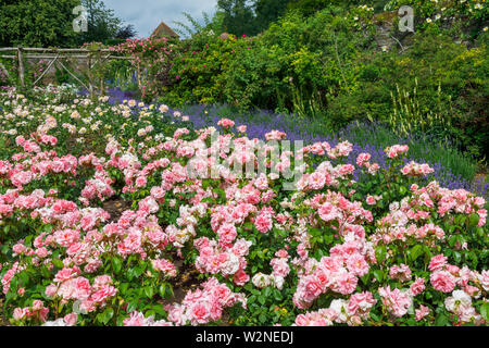 Pink floribunda rose 'You're Beautiful' (Fryracy) in flower in summer in Mrs Greville's Garden, Polesden Lacey, Great Bookham, Surrey Stock Photo