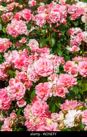 Pink floribunda rose 'You're Beautiful' (Fryracy) in flower in summer in Mrs Greville's Garden, Polesden Lacey, Great Bookham, Surrey Stock Photo