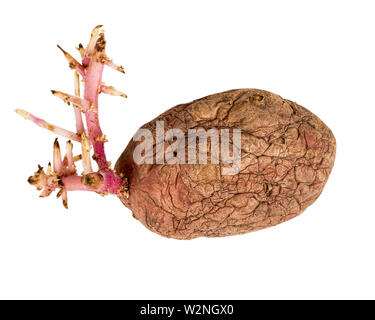 Old germinated pink potato isolated on white background. Big sprouts Stock Photo