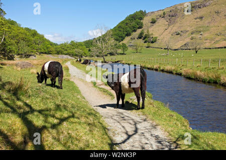 Young Belted Galloway cattle cows grazing next to Watendlath footpath and stream beck in summer Lake District National Park Cumbria England UK Britain Stock Photo