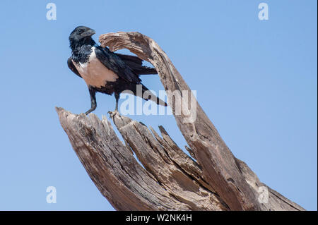 Pied crow (Corvus albus). Crows are omnivorous birds. This crow is found in open country with scattered trees, where it feeds on insects, eggs, young Stock Photo