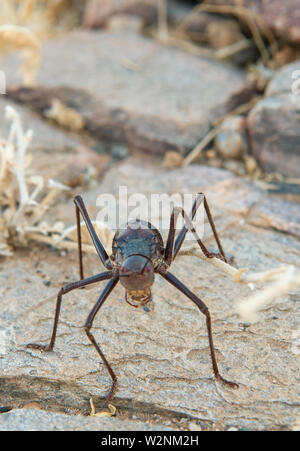 The Namib Desert beetle (genus Stenocara), Brandberg Mountain, Damaraland, Namibia Stock Photo