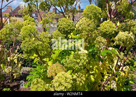 Close up of garden angelica apiaceae (Angelica archangelica) in summer England UK United Kingdom GB Great Britain Stock Photo