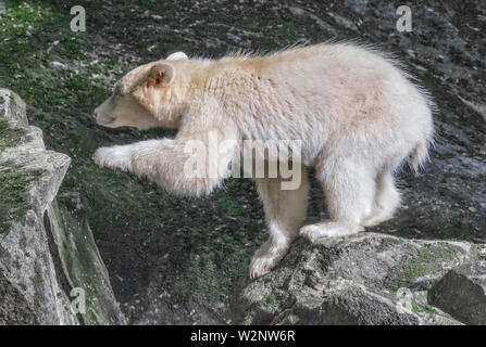 Kermode bear in the Great Bear Rainforest British Columbia also called Spirit Bear Stock Photo