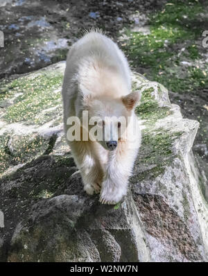 Kermode bear in the Great Bear Rainforest British Columbia also called Spirit Bear Stock Photo