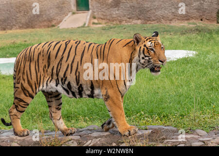 Bengal Tiger Walking in the Zoo Stock Photo