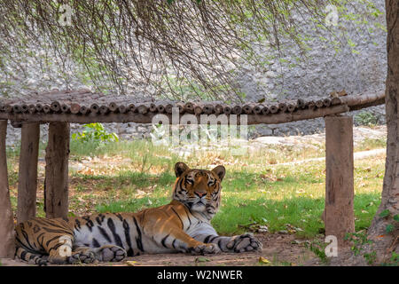 Tiger looking toward camera into the distance. Resting in tree shadow. Stock Photo