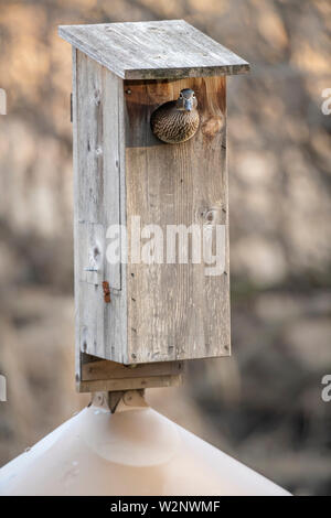 Wood Ducks (Aix sponsa) and Wood Duck nesting box, E North America, by Dominique Braud/Dembinsky Photo Assoc Stock Photo