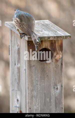 Wood Ducks (Aix sponsa) and Wood Duck nesting box, E North America, by Dominique Braud/Dembinsky Photo Assoc Stock Photo