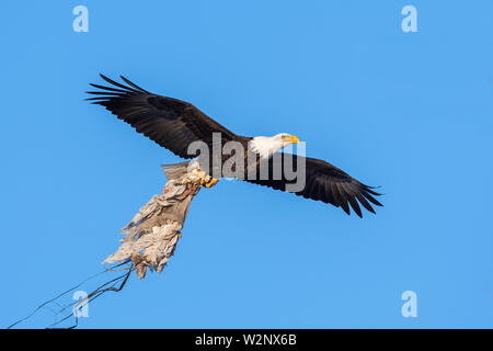 American Bald Eagle (Haliaeetus leucocephalus), adult, carrying nesting material,North America, by Dominique Braud/Dembinsky Photo Assoc Stock Photo
