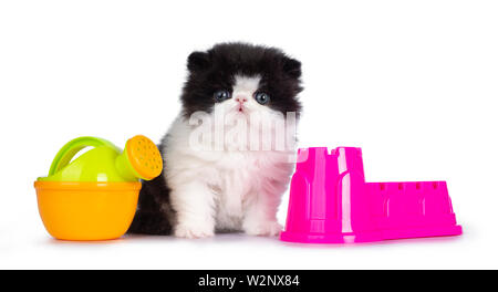 Cute few weeks old, very young black and white Persian cat ktten. Sitting betweem beach toys, looking at camera with round and still blue eyes. Isolat Stock Photo