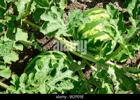 Watermelons in the garden in bright sunlight. Stock Photo