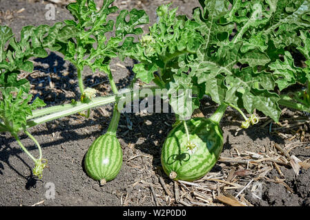 Watermelons in the garden in bright sunlight. Stock Photo