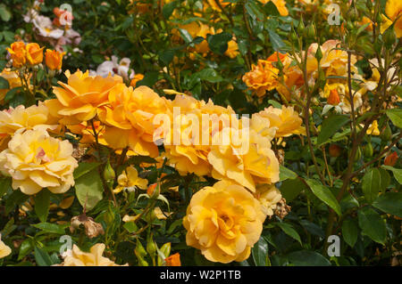 Yellow Rose Rosa Golden Beauty Korberbenii Stock Photo