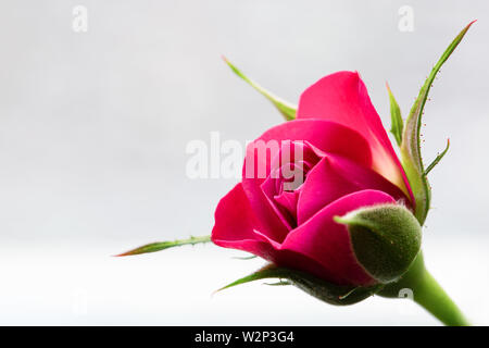 Pink rose on light-grey background Stock Photo