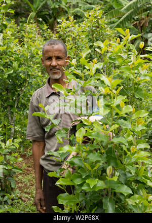 Farmer standing next to khat plant on farm in Illubabor, Ethiopia Stock Photo