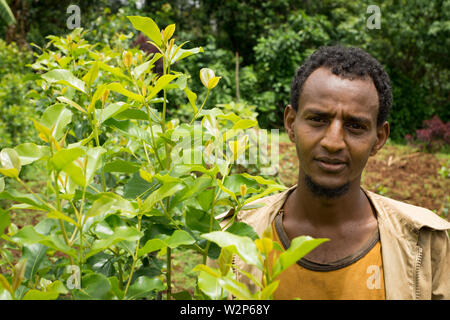 Young male farmer with khat plant on farm in Illubabor, Ethiopia Stock Photo