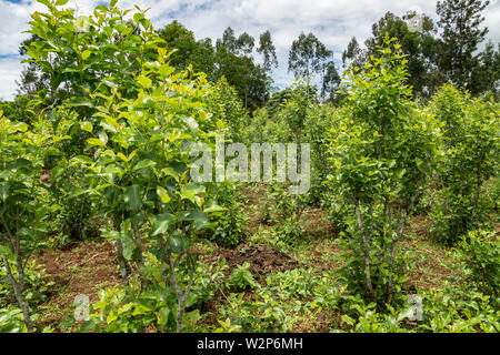 Young male farmer with khat plant on farm in Illubabor, Ethiopia Stock Photo