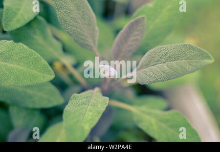 Close-up of sage plant in herb garden used for cooking Stock Photo