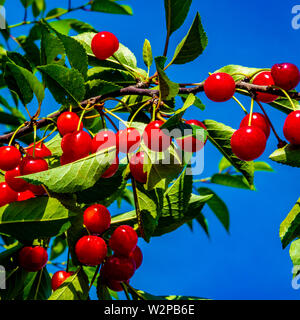 Group of tart red cherries hanging from a cherry tree branch in an orchard near Paw Paw, Michigan, USA. Stock Photo