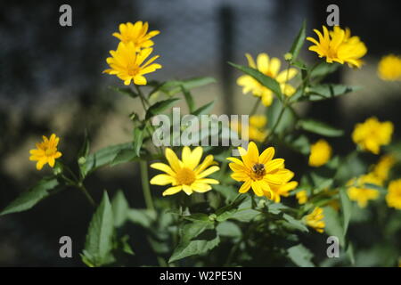 Field marigold, calendula flower in the garden. Stock Photo