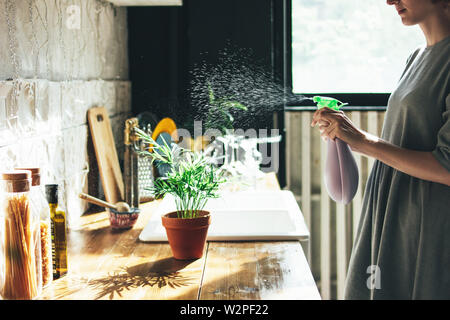 Young woman in grey dress sprays water on houseplant in the kitchen, slow life Stock Photo