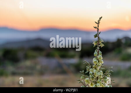 New Mexico Yucca plant flowers closeup view in La Luz with sunset and view of Organ Mountains and White Sands Dunes National Monument Stock Photo