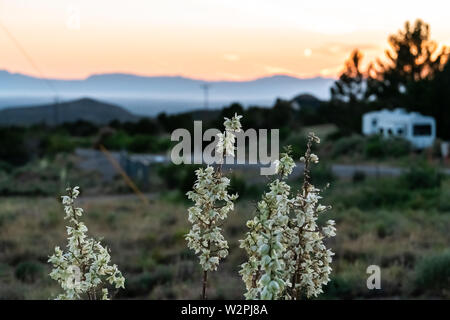New Mexico Yucca plants closeup view in La Luz with sunset and bokeh background view of Organ Mountains and White Sands Dunes National Monument Stock Photo