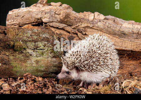 a wild African Pygmy Hedgehog in a studio environment Stock Photo