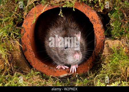 a wild rat in a studio setting emerging from a water pipe Stock Photo