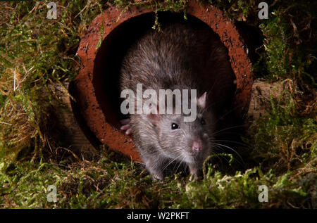 a wild rat in a studio setting emerging from a water pipe Stock Photo