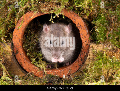 a wild rat in a studio setting emerging from a water pipe Stock Photo