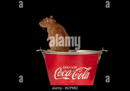 a brown rat plays in a coke biucket in a studio setting Stock Photo
