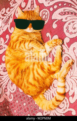 red cat in black glasses lying on the couch Stock Photo