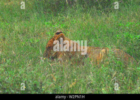 South African Safari- Close up of a camouflaged female Lion resting in the tall grass. Stock Photo