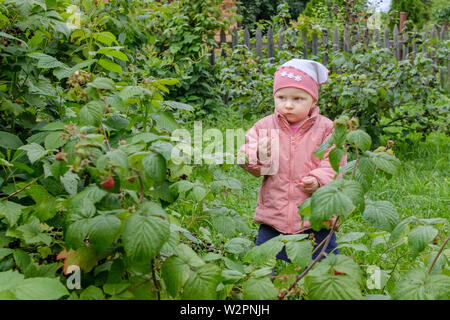 A little blond girl in the garden enjoys the fragrant red raspberry berries, picking them straight from the bush. Happy baby eating natural organic fo Stock Photo