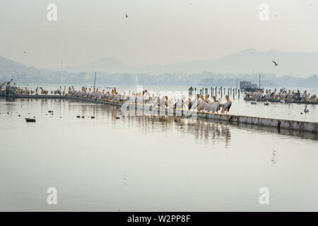 Migratory Pelican Birds on Lake Anasagar in Ajmer. Rajasthan. India Stock Photo