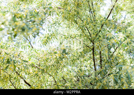 Under Russian olive tree branches blooming with yellow flowers in green garden in Santa Fe, New Mexico Stock Photo