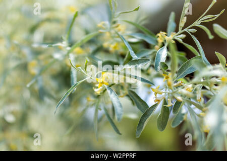 Macro closeup of Russian olive tree branch yellow flowers and blurry bokeh background in green garden Stock Photo