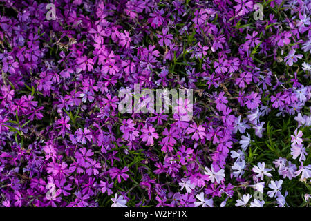 Moss Phlox in the garden. Phlox garden Flowers background Stock Photo