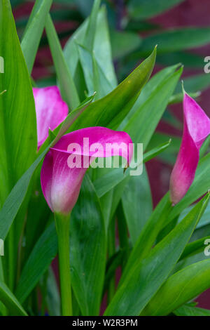 Pink Calla lily zantedeschia Araceae in a garden pot flowering during summer, Northampton, UK. Stock Photo