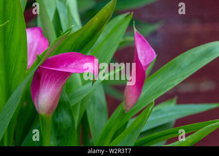 Pink Calla lily zantedeschia Araceae in a garden pot flowering during summer, Northampton, UK. Stock Photo