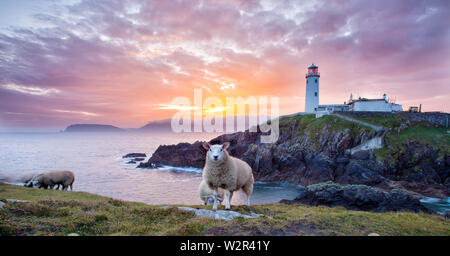 Fanad Head, co. Donegal / Ireland  : Sheep on Fanad Head peninsula with Fanad lighthouse at the background along Wild Atlantic Way Stock Photo