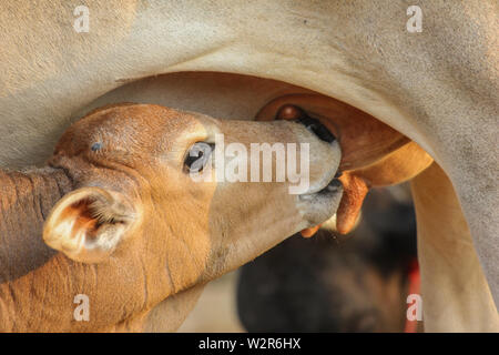 calf drinking milk from cow's udder . desi calf profile of feeding on its mothers milk . Stock Photo