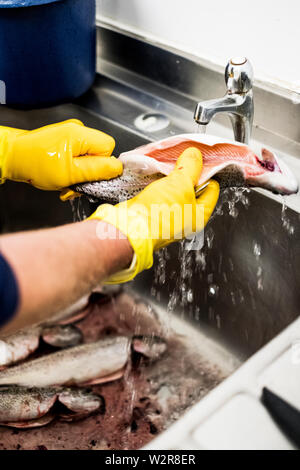 Close up of person wearing yellow rubber gloves cleaning fresh trout in a metal sink. Stock Photo