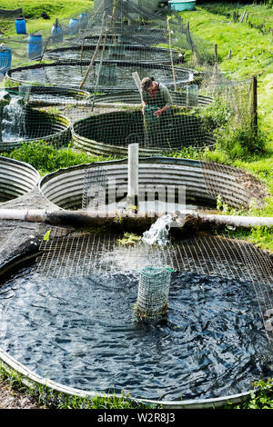 High angle view of man wearing waders working at a water tank at a fish farm raising trout. Stock Photo