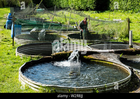 High angle view of man wearing waders working at a water tank at a fish farm raising trout. Stock Photo