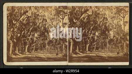 Bonaventure Cemetery, Savannah, by Ryan, D J, 1837- Stock Photo