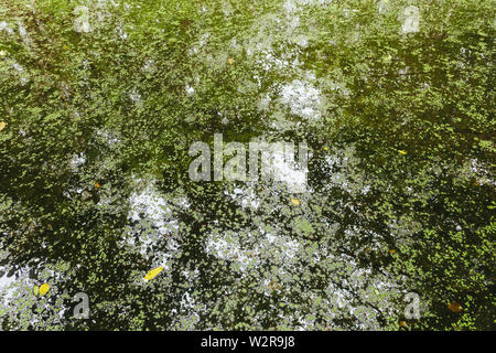 Leaves, algae and small lily pads on pond, reflections of forest canopy on the water Stock Photo